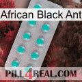 African Black Ant 28